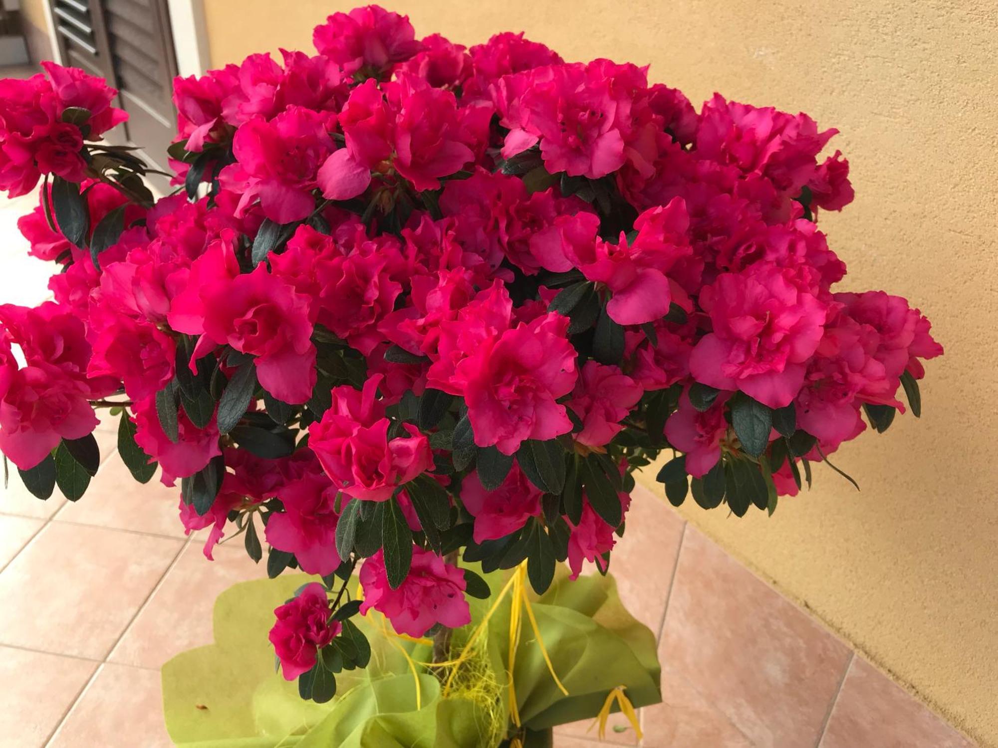 Adriana Casa Vacanze Mare Etna Sicilia 阿奇雷亚莱 外观 照片